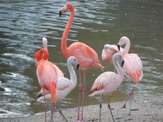 Flamingos.jpg